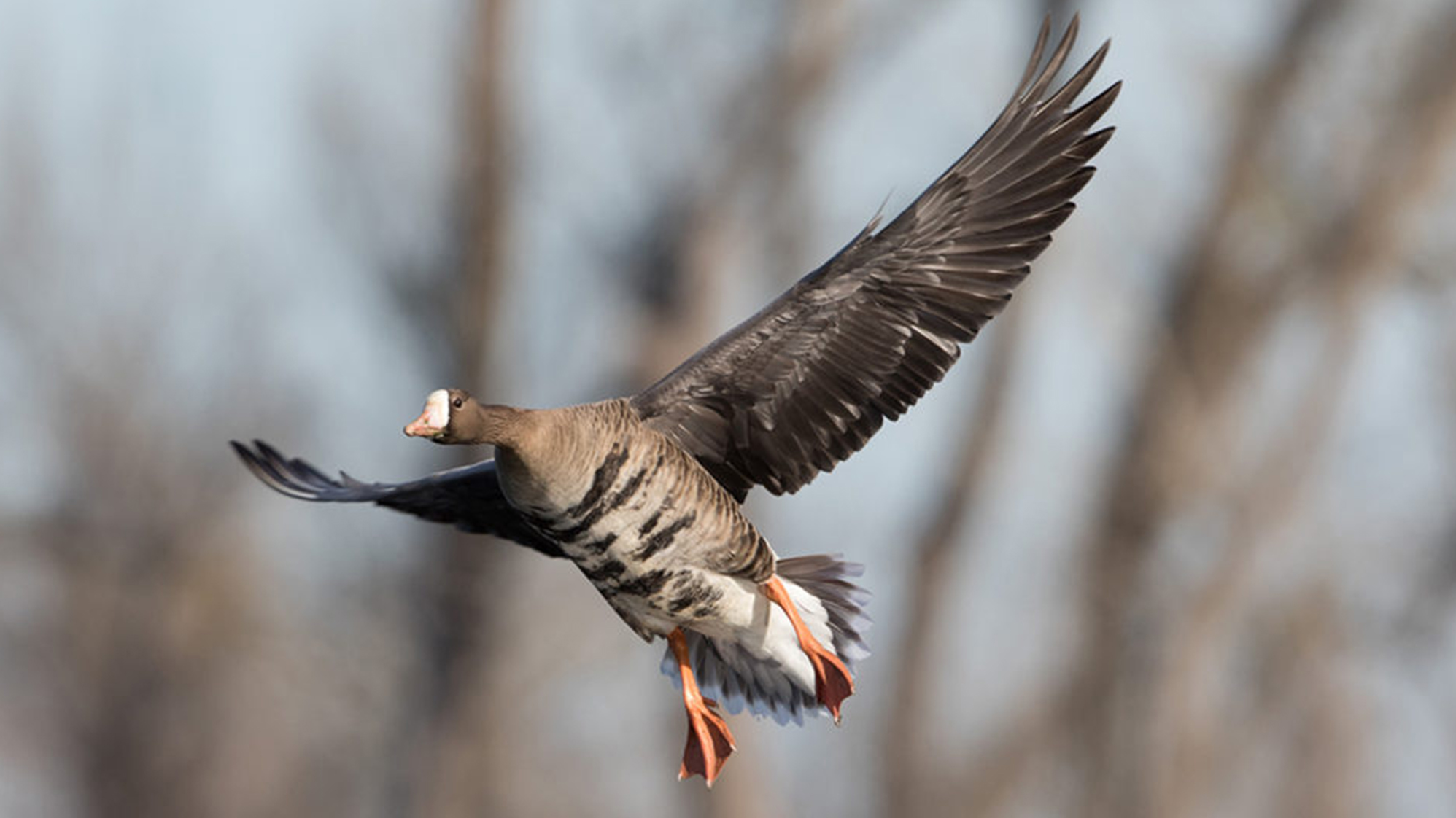 Most Common Species of Ducks & Geese in North America - Mallard Duck | Snow Goose